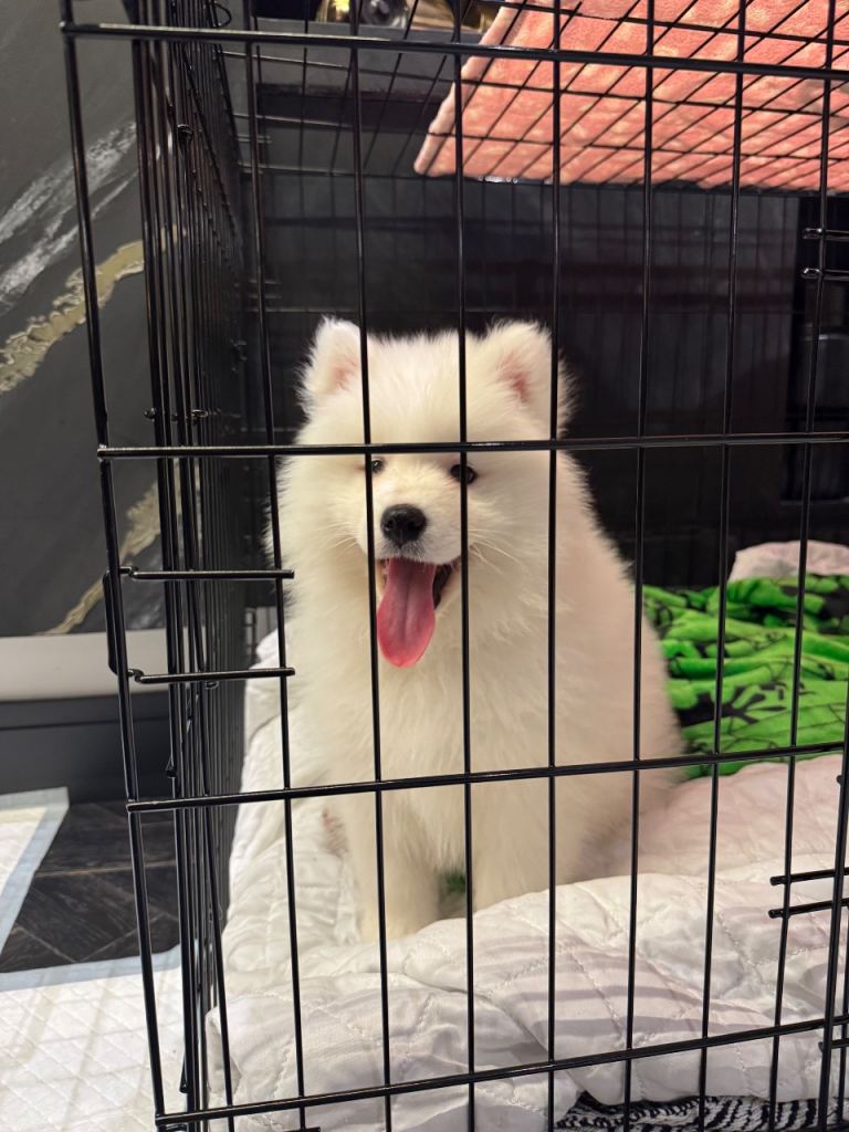 9 week Samoyed puppy 
