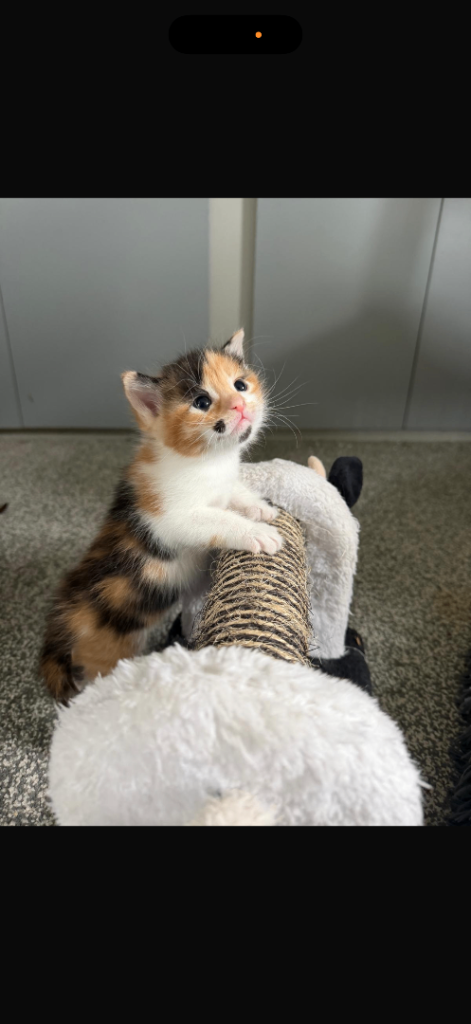5 gorgeous kittens for sale