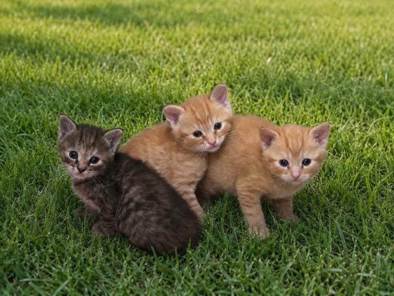 Kittens Looking for Their Forever Homes 