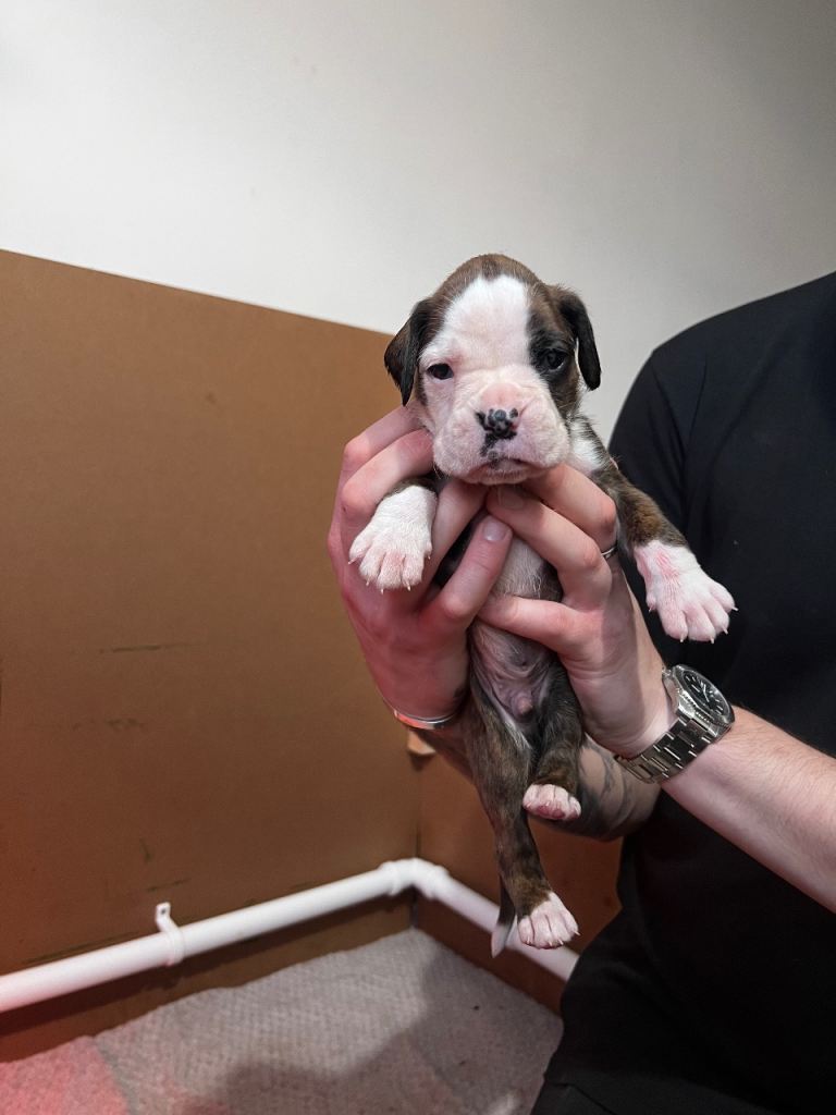 Pure Boxer Puppies UPDATED PHOTOS 