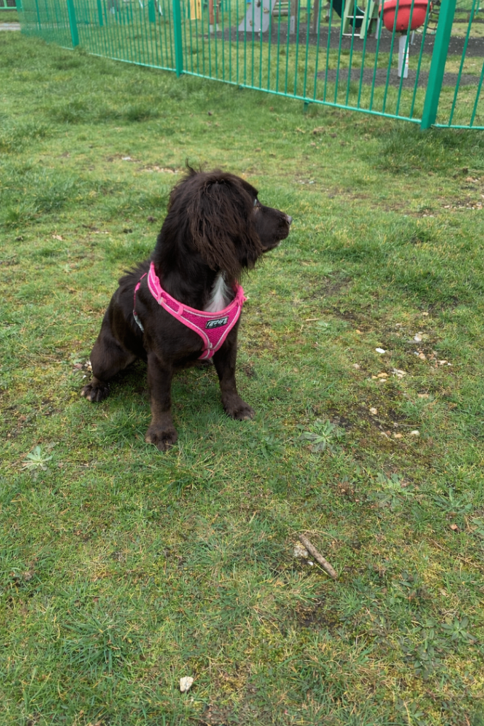 Chocolate cocker spaniel