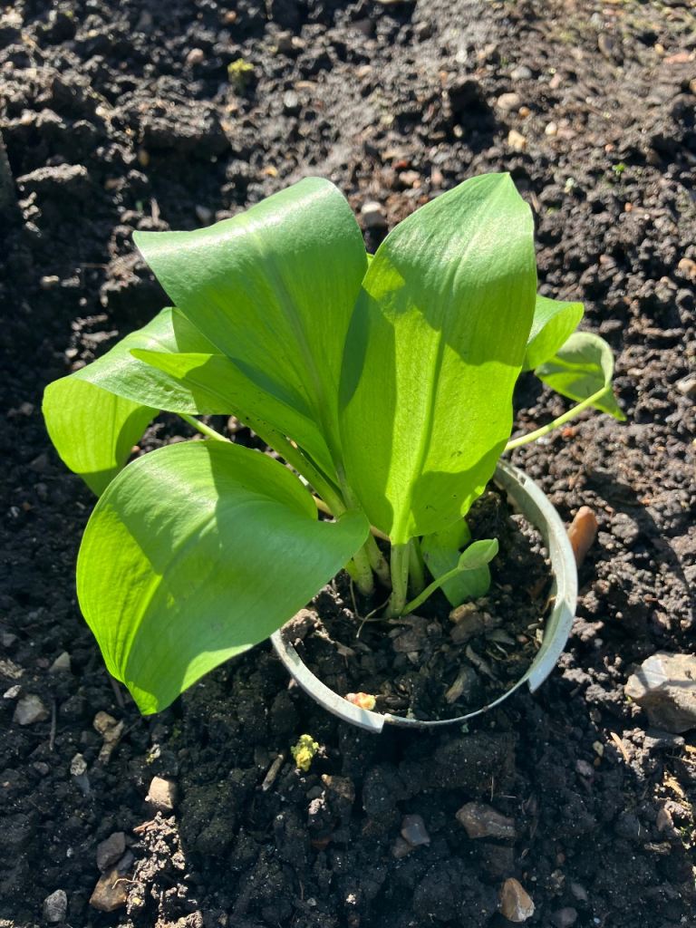 Wild garlic, Solomon‘s seal, Jerusalem artichokes, red & white all potted and shooting