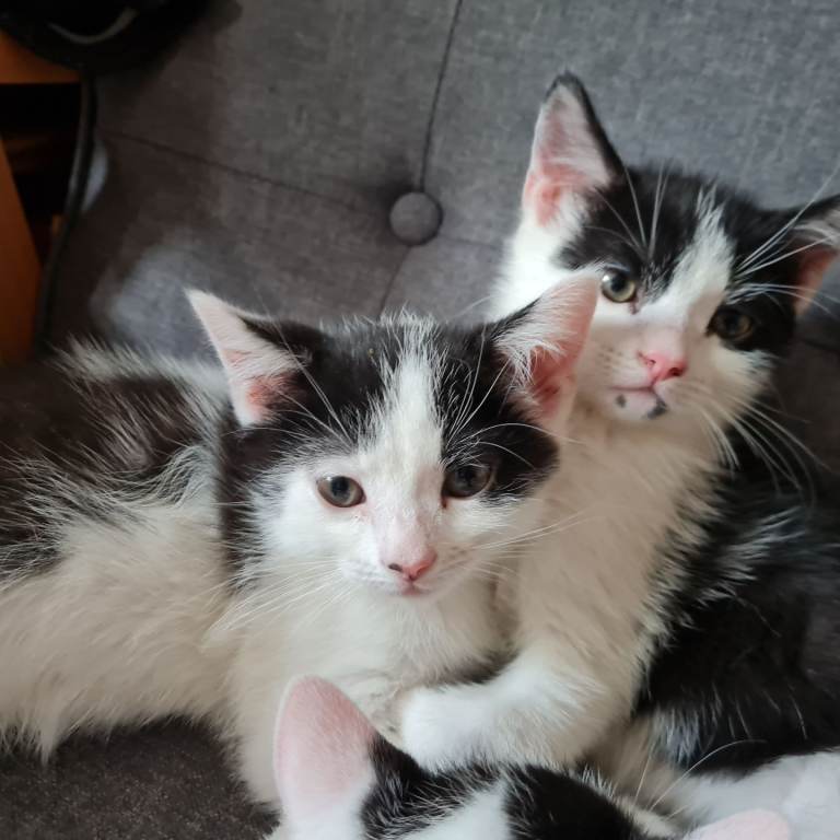 Persian mixed kittens