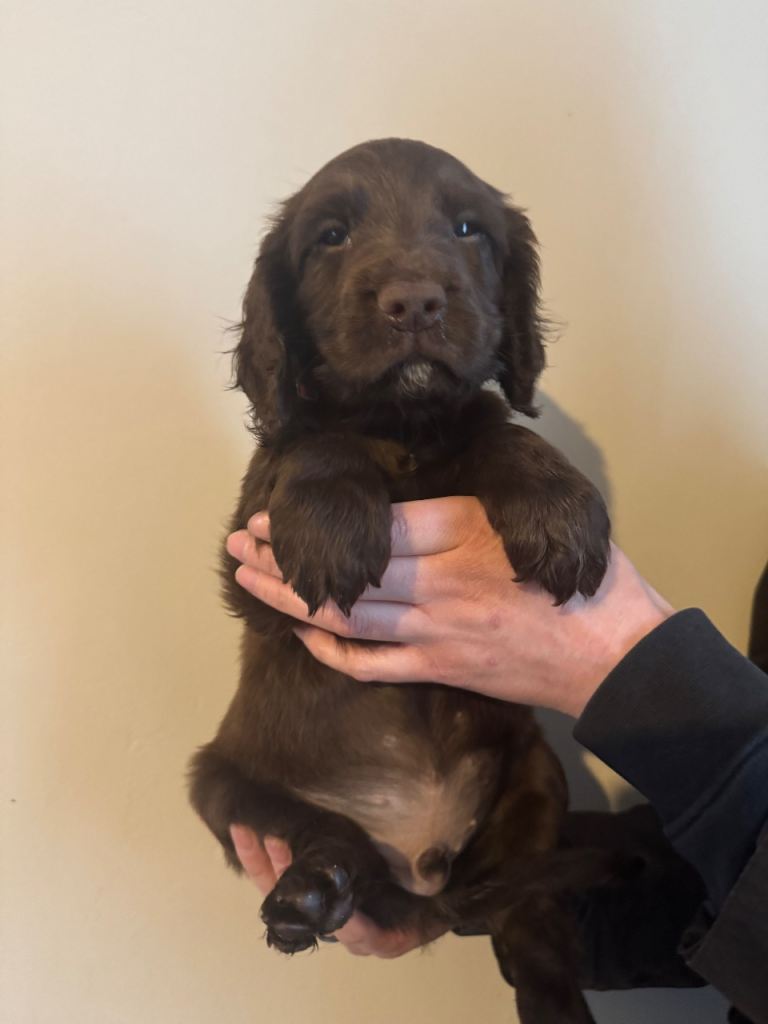 READY TO LEAVE NEXT WEEKEND Last Cocker Spaniel pup 