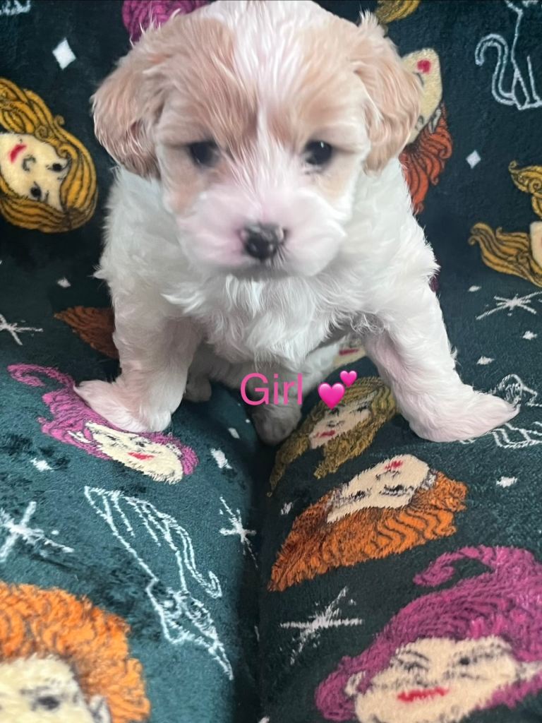 Cavapoochon puppies ready to leave 10 Nov 🐶🐾💕💙