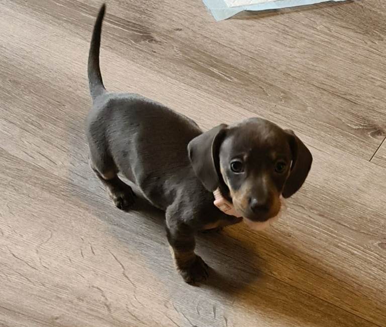 Minature female dachshund 