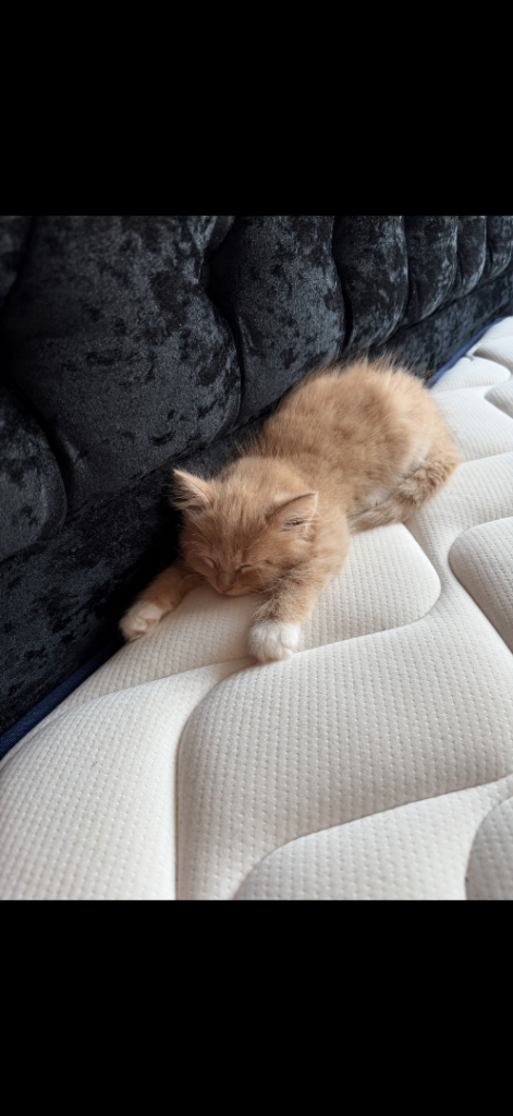 Stunning Turkish Angora Kitten – 10 Weeks Old – Male 🐾