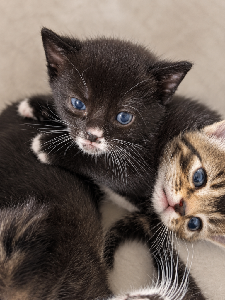 2 Blue Eye Gorgeous Kittens Available Now Tabby & Black/White Kittens ...