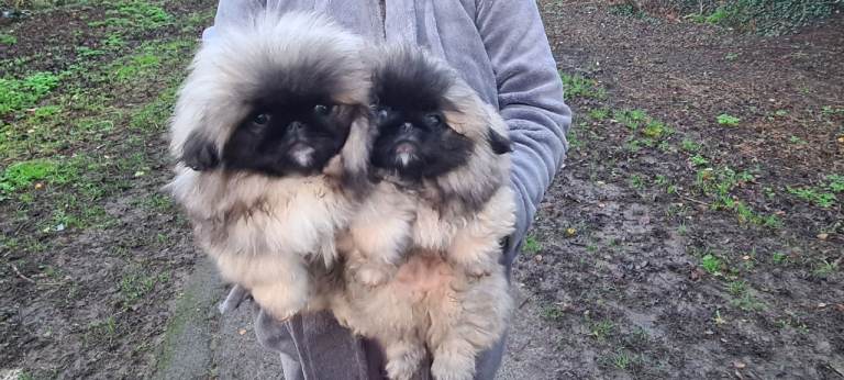Pekingese puppys 