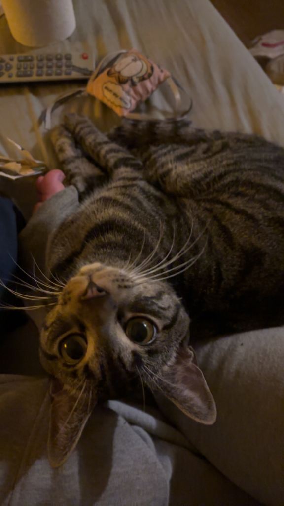 image for beautiful friendly cat 