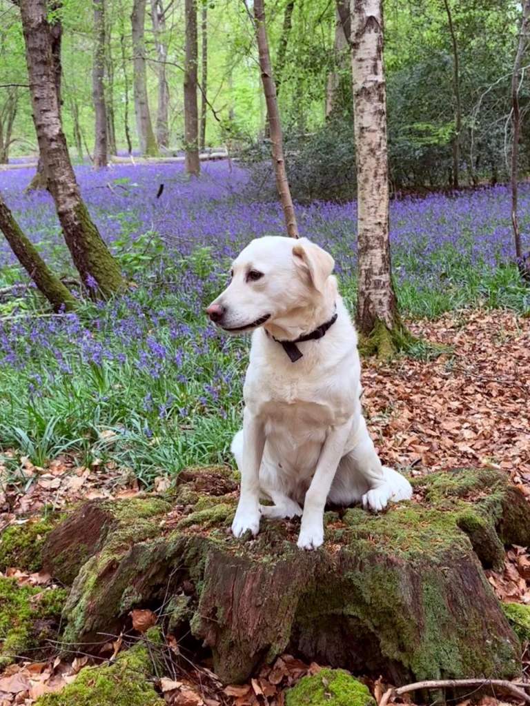 KC Registered Labrador 5years old Female
