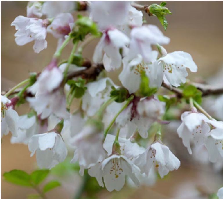 Ornamental Prunus incisa 'Kojo-no-Mai' Fuji Cherry Tree 