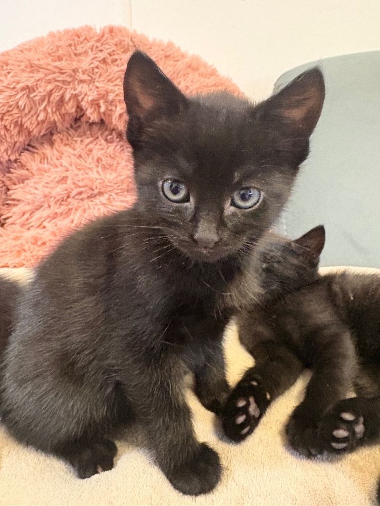 Kittens for sale