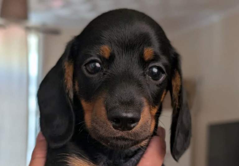 Miniature dachshund 