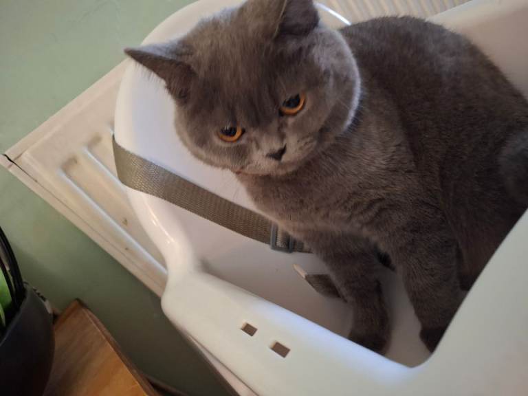 Beautiful female british shorthair