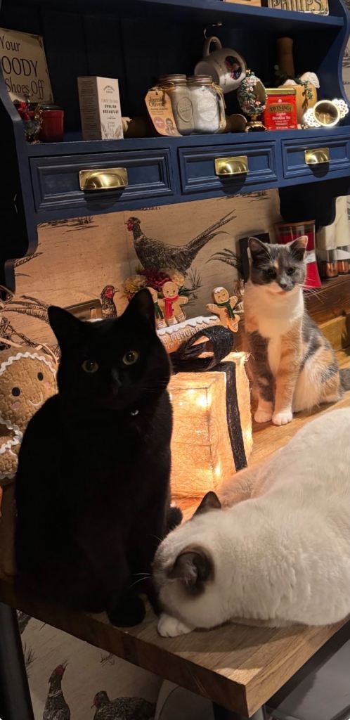 2 beautiful cats 