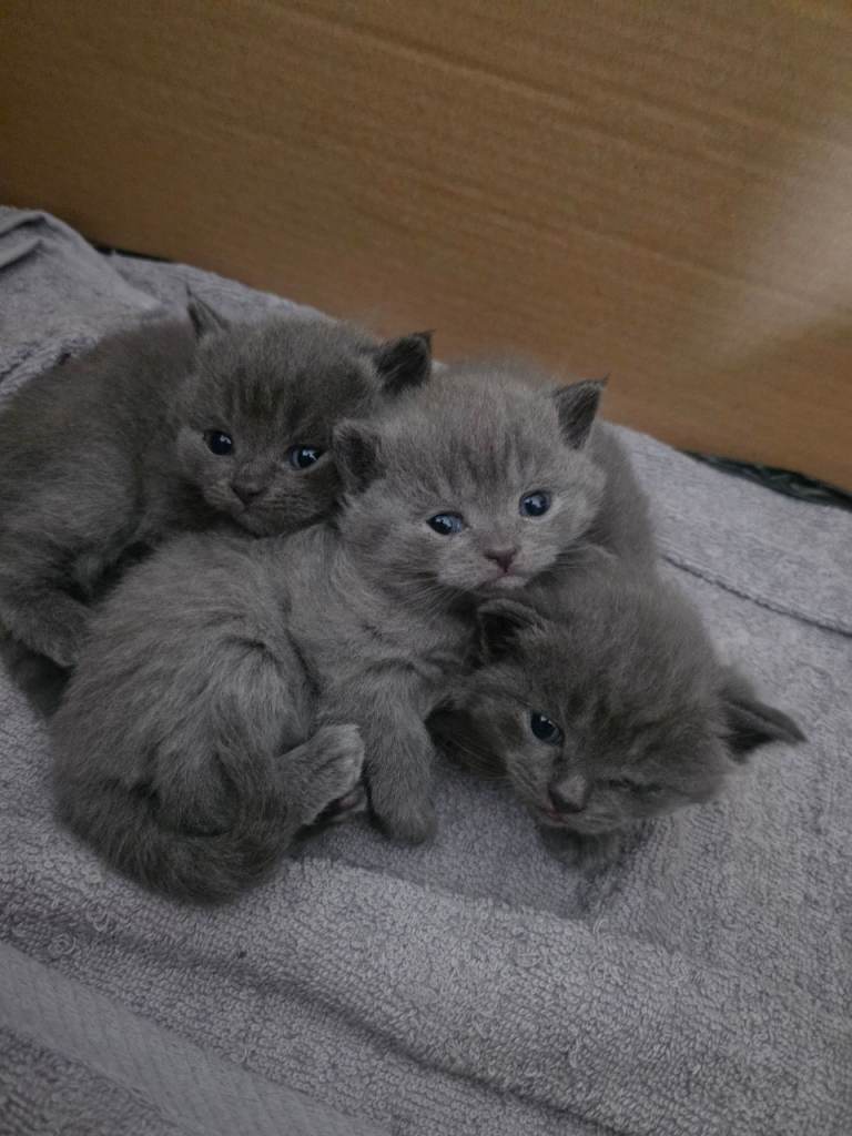 BRITISH SHORT HAIR KITTENS