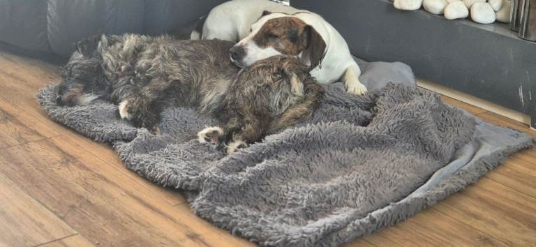 2 x dogs