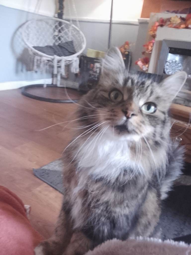 Missing Cat 