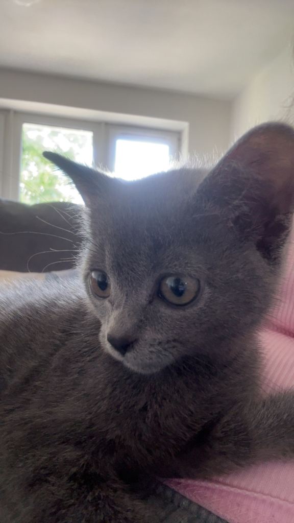 Beautiful Russian blue kitten 