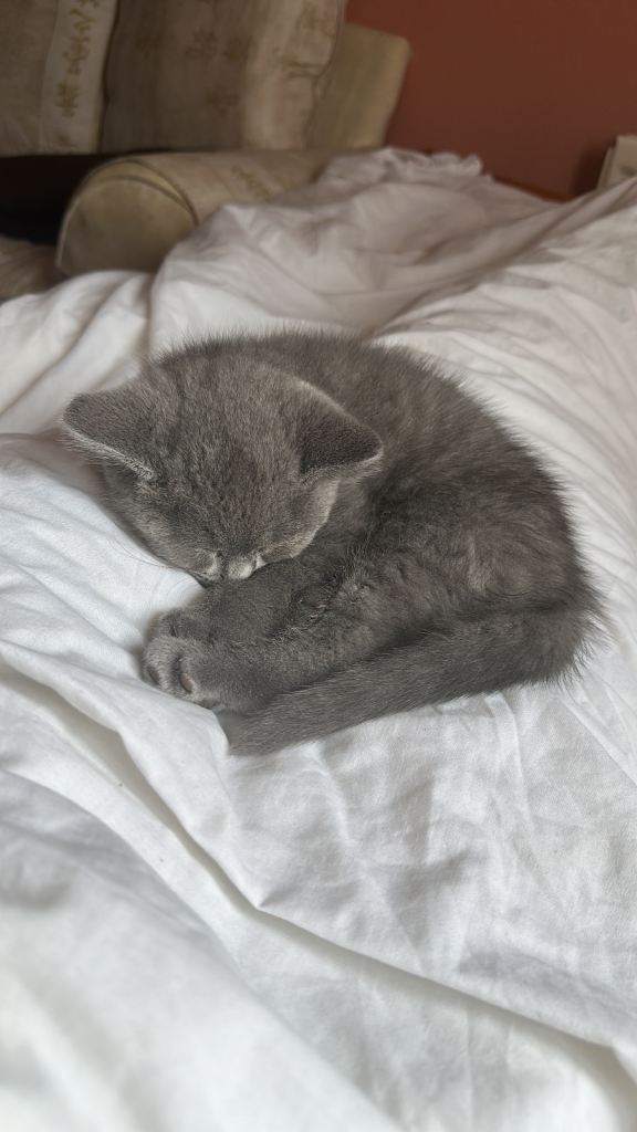 British shorthair blue