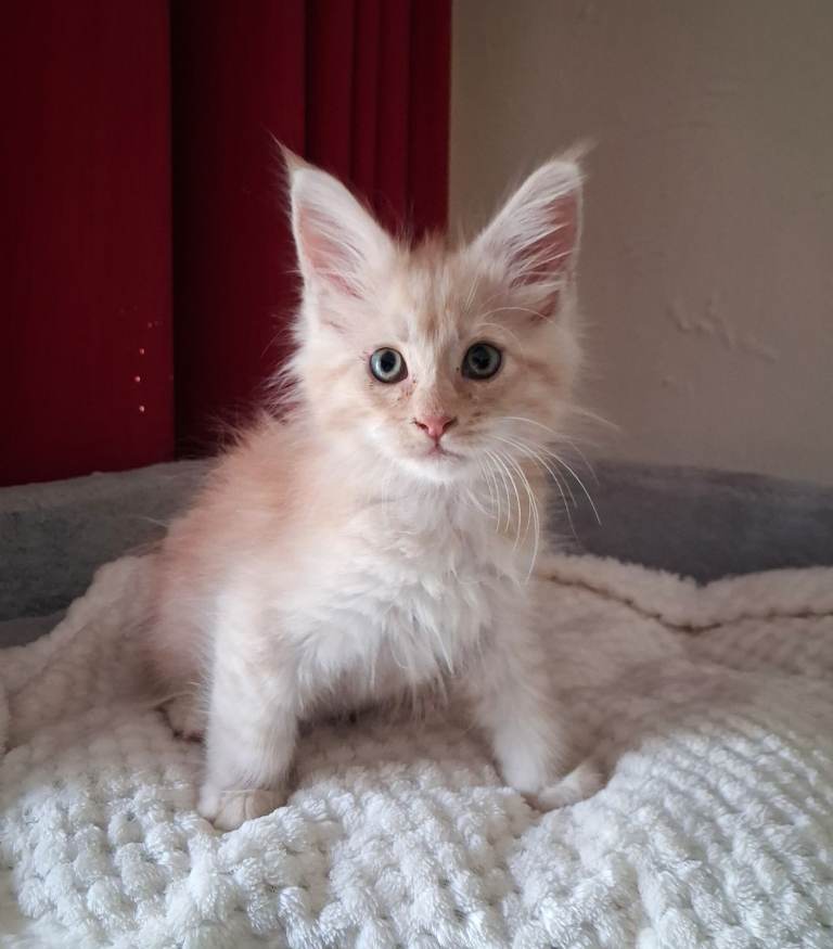 Stunning TICA Reg Maine Coon Kittens. Cream. Red. Tortie