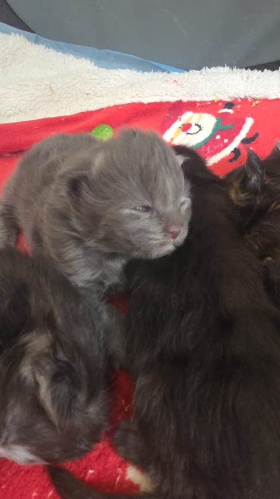 Maine coon