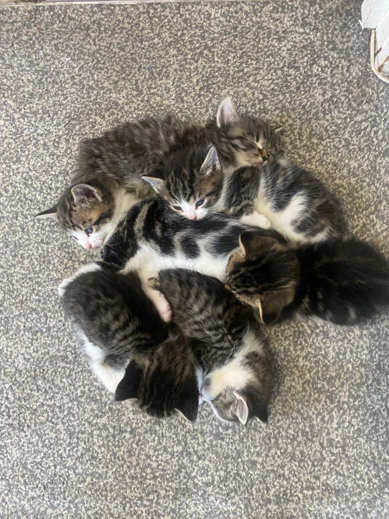 Kittens