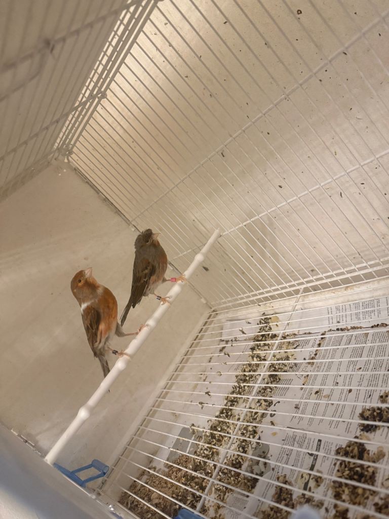 Canary birds for sale canaries 