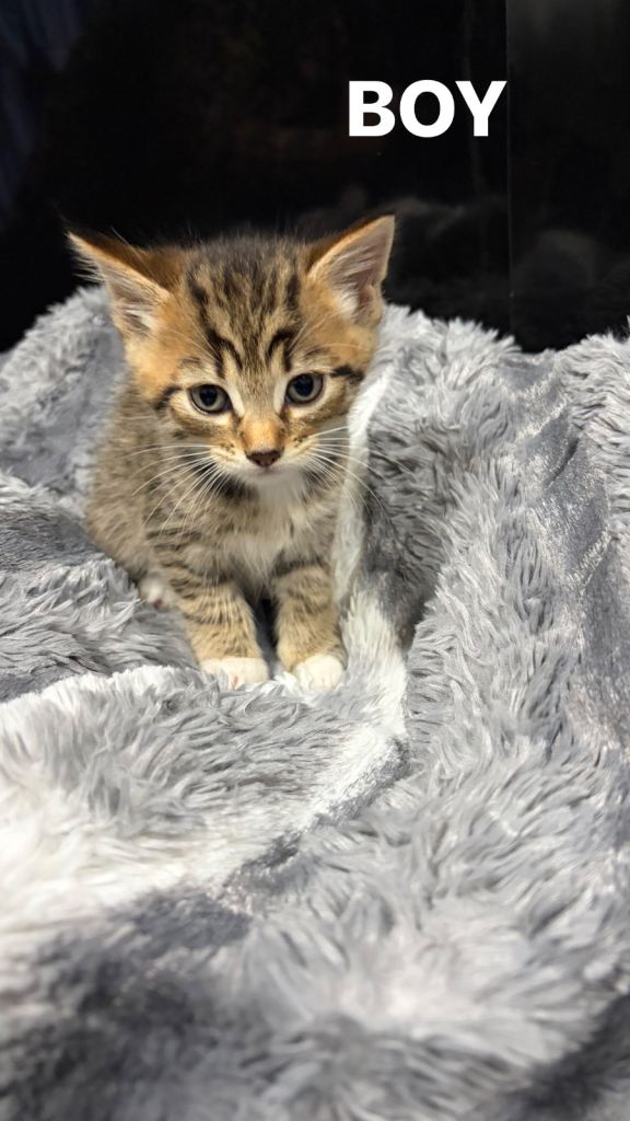 Main Coon x Bengal Kittens Available for their forever home.
