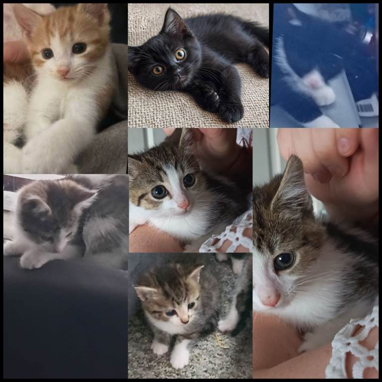 Kittens 