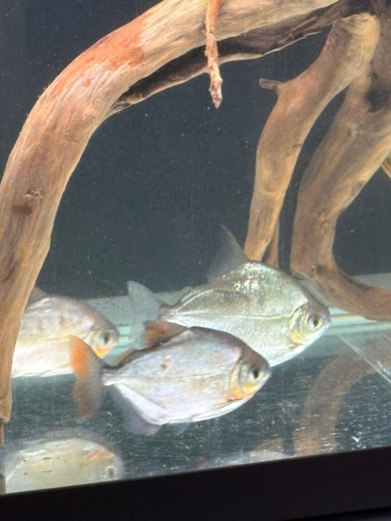 Large silver dollars and harlequin rasbora aquarium fish 