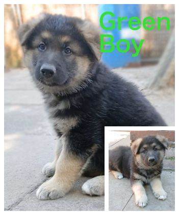 *LAST FEW* BIG SOLID GERMAN SHEPHERD PUPS