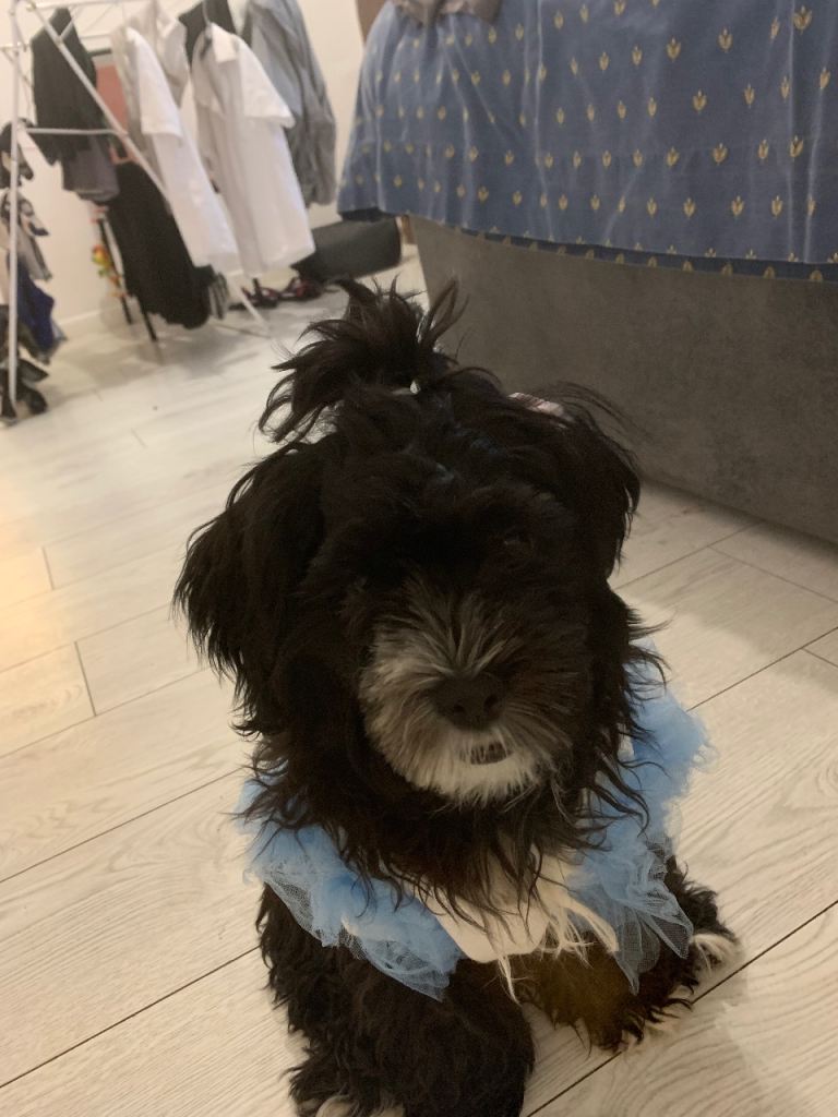 Sweetest and god behaving cockapoo 