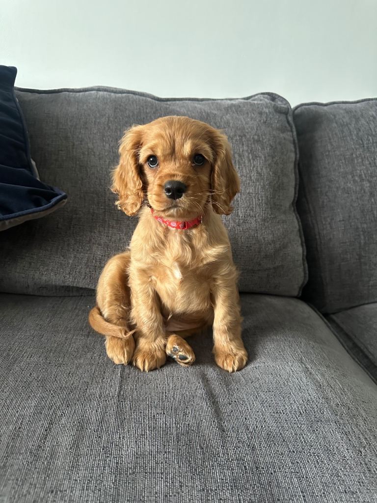F1B Cavapoo puppy