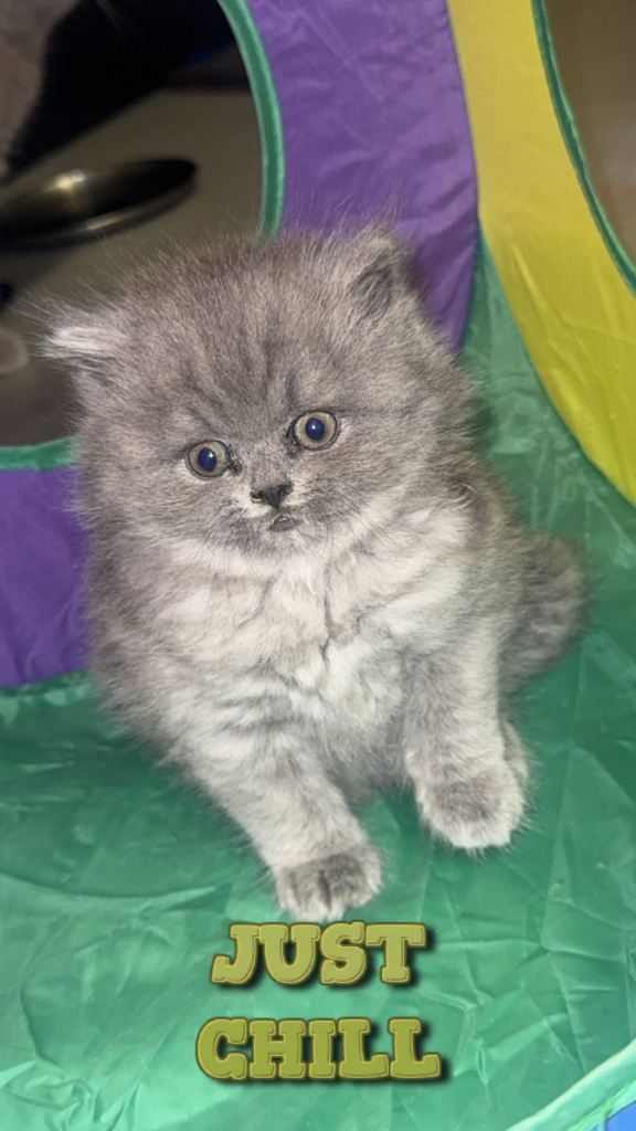 image for British shorthair kittens (Female) 