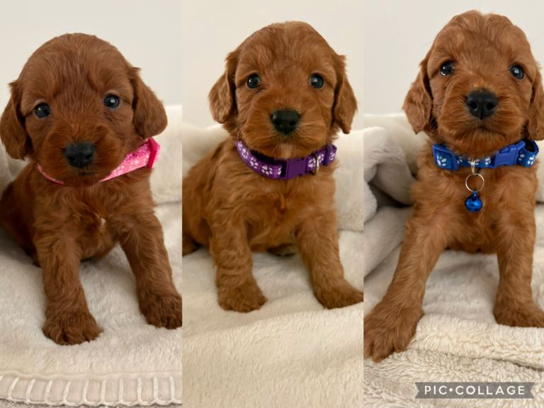 Health Tested Fox Red Cockapoo Puppies