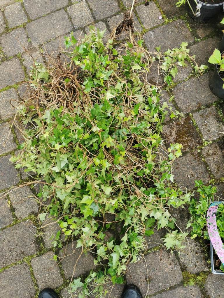 Variegated ivy LOTS! for immediate collection to replant G73 Burnside