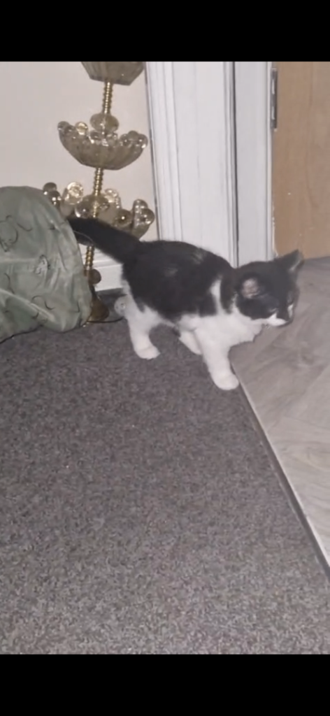 Little boy kitten 