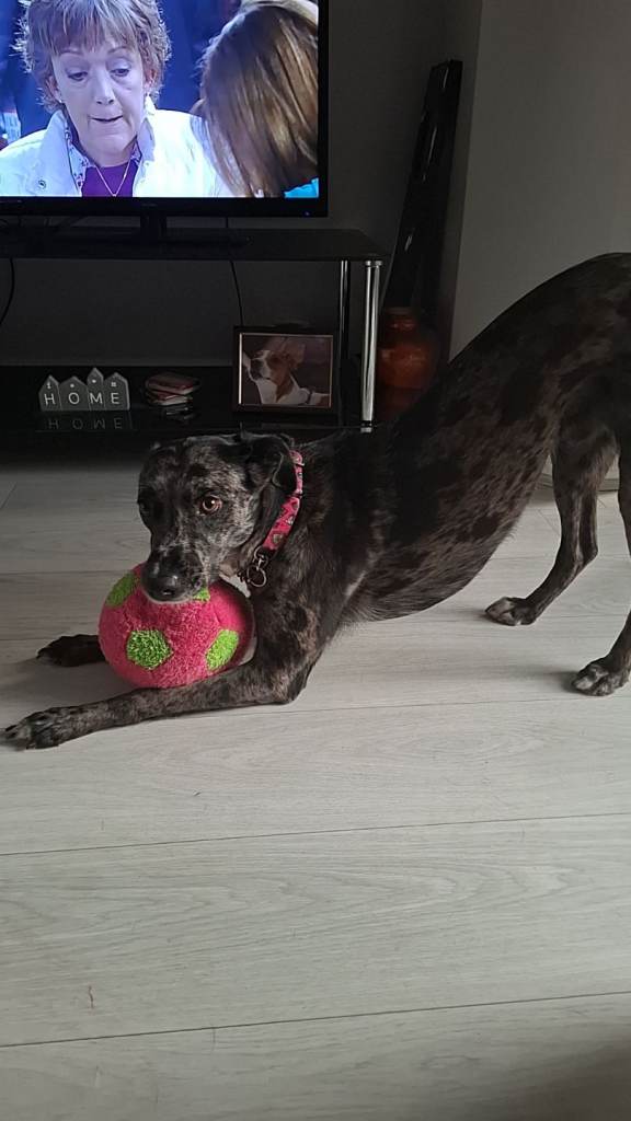 5year old whippet*pepper* (pip)