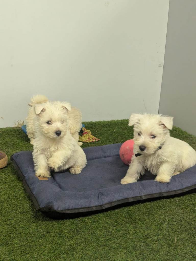 West highland terrier 