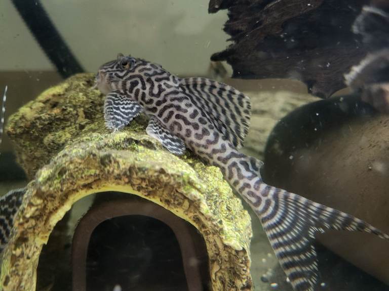 Plecos, Shrimps & Angels available