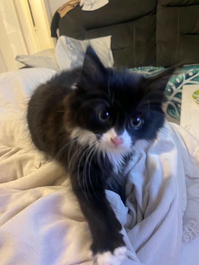 Beautiful Persian X 3rdGenMainecoon kitten 