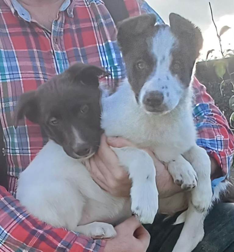 2 brown and white Collie Dogs £300 each