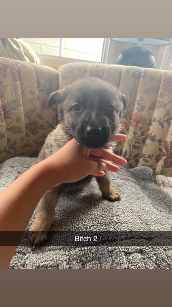 9 beautiful German shepherd pups 