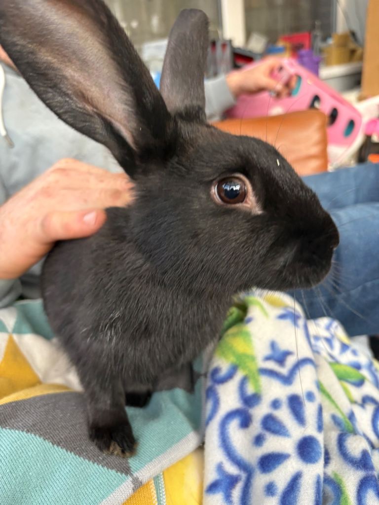 13 week old rabbit looking for new home