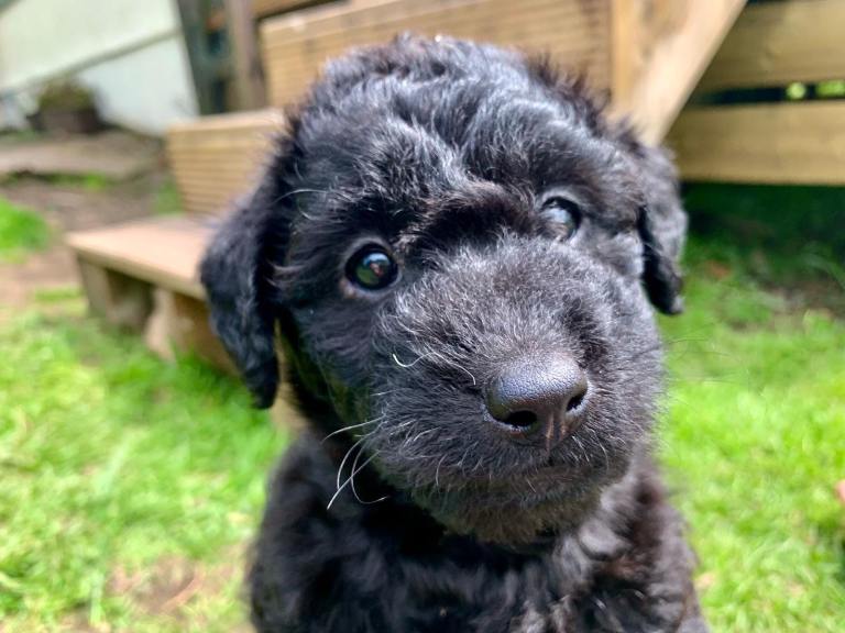 Black cockapoos 