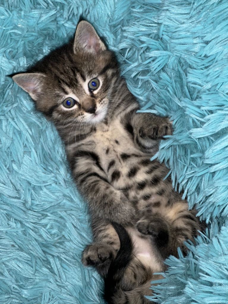 Maine Coon cross kittens 