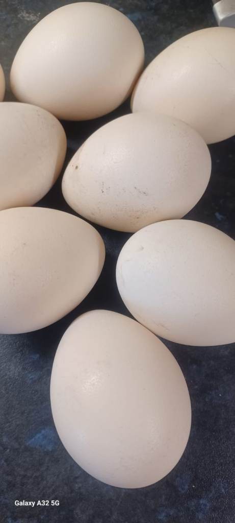 Peahen eggs 