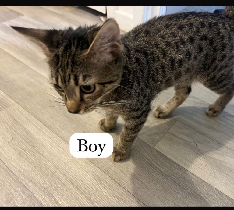 Half bengal kittens —